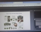 حشرات خوراکی؛ فرصتی نوظهور برای تقویت امنیت غذایی در جهان امروز