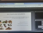 حشرات خوراکی؛ فرصتی نوظهور برای تقویت امنیت غذایی در جهان امروز