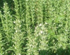 دانش در خدمت خاک؛ برگزاری دوره تخصصی کشاورزی حفاظتی برای کارشناسان شمال استان
