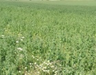 دانش در خدمت خاک؛ برگزاری دوره تخصصی کشاورزی حفاظتی برای کارشناسان شمال استان