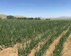 کشت نخستین مزرعه مادری پیاز «والنسیانالئون» در کردستان به مرحله پایش تخصصی رسید