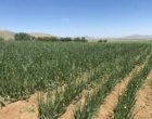 کشت نخستین مزرعه مادری پیاز «والنسیانالئون» در کردستان به مرحله پایش تخصصی رسید