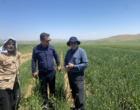 کشت نخستین مزرعه مادری پیاز «والنسیانالئون» در کردستان به مرحله پایش تخصصی رسید