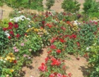 جنگل؛ سرمایه‌ای فراتر از چوب | برگزاری رویداد «روز انتقال یافته‌های تحقیقاتی» با محوریت ارزش‌گذاری خدمات بوم‌سازگان