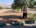 با تکمیل عملیات بهسازی اراضی؛ هنرستان رویش سقز برای کشت زعفران و گیاهان دارویی آماده شد