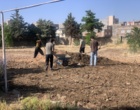 با تکمیل عملیات بهسازی اراضی؛ هنرستان رویش سقز برای کشت زعفران و گیاهان دارویی آماده شد