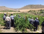هرس علمی، محصول باکیفیت؛ کارگاه آموزشی هرس سبز انگور در حسن‌آباد سنندج برگزار شد