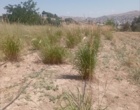 حضور مقامات سازمان منابع طبیعی و آبخیزداری کشور در مرکز تحقیقات کردستان؛ از صیانت گونه‌های نادر گیاهی تا توسعه فناوری تولید بذر مراتع