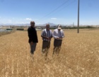ارزیابی دقیق مزارع تولید بذر گندم شرکت تعاونی رسالت بر اساس استانداردهای ملی گواهی بذر
