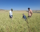 پایش زنجیره تولید بذر گندم در شرکت مروارید خوشه طلایی ماهان