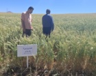 پایش زنجیره تولید بذر گندم در شرکت مروارید خوشه طلایی ماهان