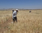 اجرای عملیات مخلوط‌کشی و خالص‌سازی پروژه‌های تحقیقاتی و مزارع پرورشی گندم و جو در ایستگاه تحقیقات کشاورزی قاملو
