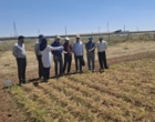 ظرفیت‌های پژوهشی کردستان در کانون توجه مؤسسه تحقیقات کشاورزی دیم کشور؛ بازدید تخصصی از پروژه‌های تحقیقاتی و هسته‌های بذری ایستگاه قاملو و سارال کردستان