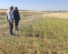 ظرفیت‌های پژوهشی کردستان در کانون توجه مؤسسه تحقیقات کشاورزی دیم کشور؛ بازدید تخصصی از پروژه‌های تحقیقاتی و هسته‌های بذری ایستگاه قاملو و سارال کردستان
