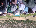 برگزاری کارگاه آموزشی هرس سبز انگور با مشارکت گسترده باغداران در روستای بهرام‌آباد سروآباد