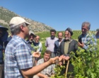 برگزاری کارگاه آموزشی هرس سبز انگور با مشارکت گسترده باغداران در روستای بهرام‌آباد سروآباد