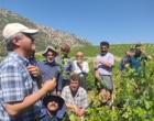 برگزاری کارگاه آموزشی هرس سبز انگور با مشارکت گسترده باغداران در روستای بهرام‌آباد سروآباد