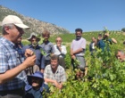 برگزاری کارگاه آموزشی هرس سبز انگور با مشارکت گسترده باغداران در روستای بهرام‌آباد سروآباد