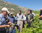 برگزاری کارگاه آموزشی هرس سبز انگور با مشارکت گسترده باغداران در روستای بهرام‌آباد سروآباد