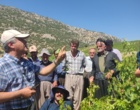 برگزاری کارگاه آموزشی هرس سبز انگور با مشارکت گسترده باغداران در روستای بهرام‌آباد سروآباد