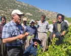 برگزاری کارگاه آموزشی هرس سبز انگور با مشارکت گسترده باغداران در روستای بهرام‌آباد سروآباد