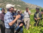 برگزاری کارگاه آموزشی هرس سبز انگور با مشارکت گسترده باغداران در روستای بهرام‌آباد سروآباد