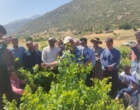 برگزاری کارگاه آموزشی هرس سبز انگور با مشارکت گسترده باغداران در روستای بهرام‌آباد سروآباد