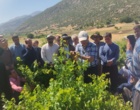 برگزاری کارگاه آموزشی هرس سبز انگور با مشارکت گسترده باغداران در روستای بهرام‌آباد سروآباد