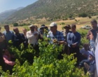 برگزاری کارگاه آموزشی هرس سبز انگور با مشارکت گسترده باغداران در روستای بهرام‌آباد سروآباد