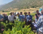 برگزاری کارگاه آموزشی هرس سبز انگور با مشارکت گسترده باغداران در روستای بهرام‌آباد سروآباد