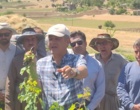 برگزاری کارگاه آموزشی هرس سبز انگور با مشارکت گسترده باغداران در روستای بهرام‌آباد سروآباد