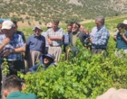 برگزاری کارگاه آموزشی هرس سبز انگور با مشارکت گسترده باغداران در روستای بهرام‌آباد سروآباد