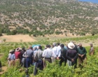 برگزاری کارگاه آموزشی هرس سبز انگور با مشارکت گسترده باغداران در روستای بهرام‌آباد سروآباد