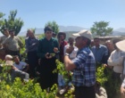 برگزاری کارگاه آموزشی هرس سبز انگور با مشارکت گسترده باغداران در روستای بهرام‌آباد سروآباد