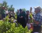 برگزاری کارگاه آموزشی هرس سبز انگور با مشارکت گسترده باغداران در روستای بهرام‌آباد سروآباد