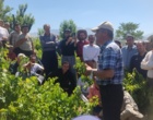 برگزاری کارگاه آموزشی هرس سبز انگور با مشارکت گسترده باغداران در روستای بهرام‌آباد سروآباد