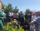 برگزاری کارگاه آموزشی هرس سبز انگور با مشارکت گسترده باغداران در روستای بهرام‌آباد سروآباد