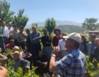 برگزاری کارگاه آموزشی هرس سبز انگور با مشارکت گسترده باغداران در روستای بهرام‌آباد سروآباد