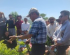 برگزاری کارگاه آموزشی هرس سبز انگور با مشارکت گسترده باغداران در روستای بهرام‌آباد سروآباد