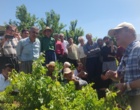 برگزاری کارگاه آموزشی هرس سبز انگور با مشارکت گسترده باغداران در روستای بهرام‌آباد سروآباد