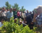 برگزاری کارگاه آموزشی هرس سبز انگور با مشارکت گسترده باغداران در روستای بهرام‌آباد سروآباد