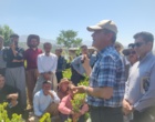 برگزاری کارگاه آموزشی هرس سبز انگور با مشارکت گسترده باغداران در روستای بهرام‌آباد سروآباد