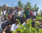 برگزاری کارگاه آموزشی هرس سبز انگور با مشارکت گسترده باغداران در روستای بهرام‌آباد سروآباد