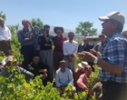 برگزاری کارگاه آموزشی هرس سبز انگور با مشارکت گسترده باغداران در روستای بهرام‌آباد سروآباد