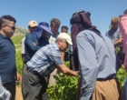 برگزاری کارگاه آموزشی هرس سبز انگور با مشارکت گسترده باغداران در روستای بهرام‌آباد سروآباد