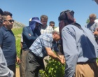 برگزاری کارگاه آموزشی هرس سبز انگور با مشارکت گسترده باغداران در روستای بهرام‌آباد سروآباد