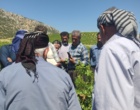 برگزاری کارگاه آموزشی هرس سبز انگور با مشارکت گسترده باغداران در روستای بهرام‌آباد سروآباد