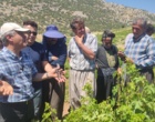 برگزاری کارگاه آموزشی هرس سبز انگور با مشارکت گسترده باغداران در روستای بهرام‌آباد سروآباد