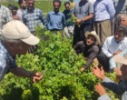 برگزاری کارگاه آموزشی هرس سبز انگور با مشارکت گسترده باغداران در روستای بهرام‌آباد سروآباد