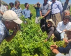 برگزاری کارگاه آموزشی هرس سبز انگور با مشارکت گسترده باغداران در روستای بهرام‌آباد سروآباد